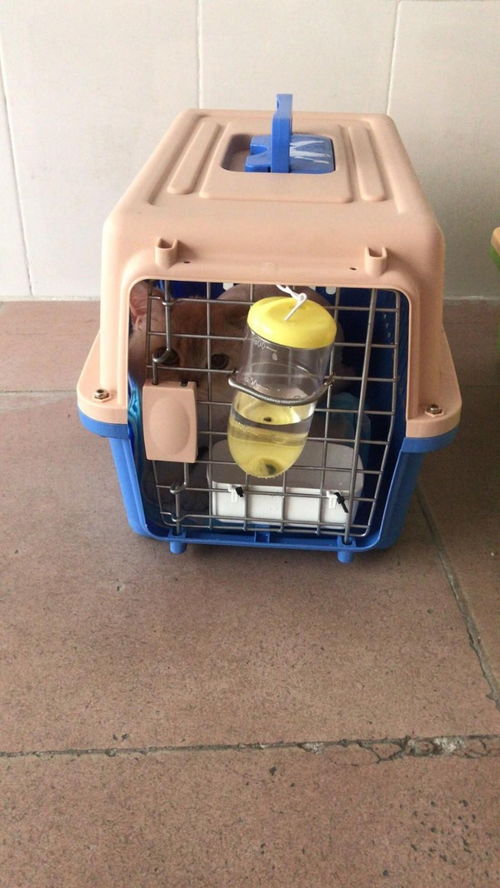 圖 仁和空運汽運火車專車安全保障 攀枝花寵物服務 攀枝花列表網(wǎng)